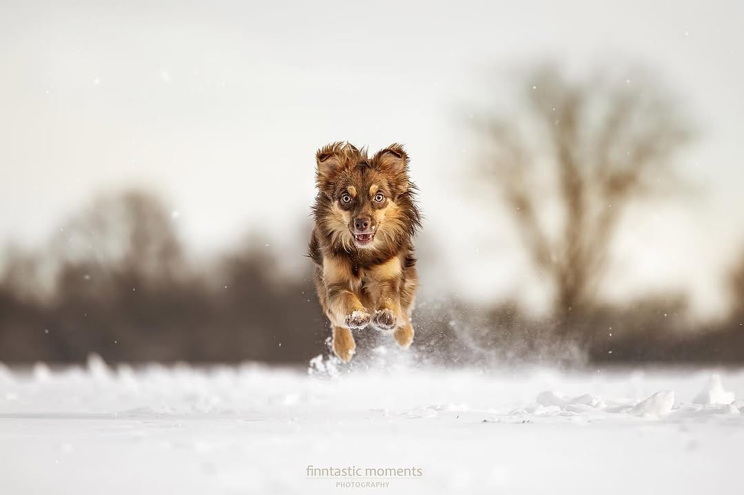 Post 9 by Almas Hundewelt ❤️🐾 on Instagram (image)