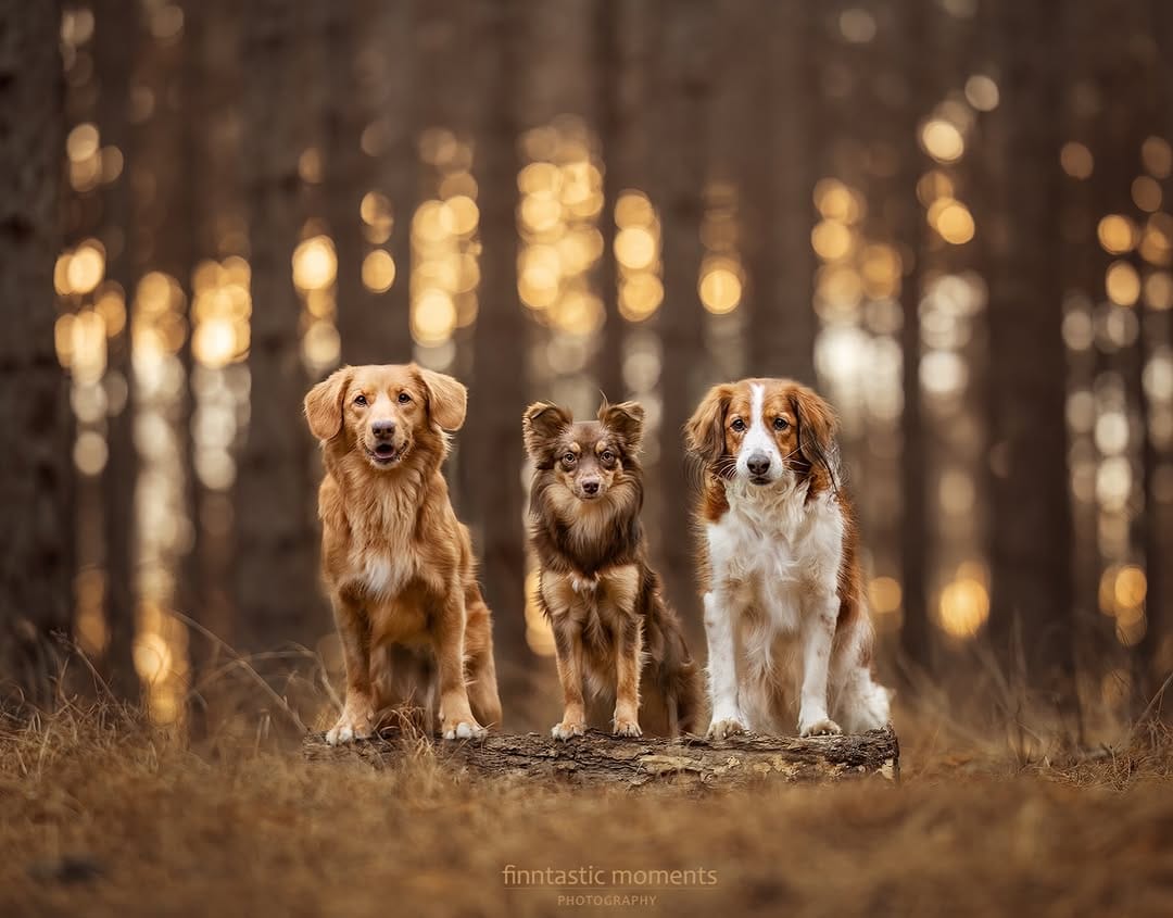 Post 8 by Almas Hundewelt ❤️🐾 on Instagram (image)