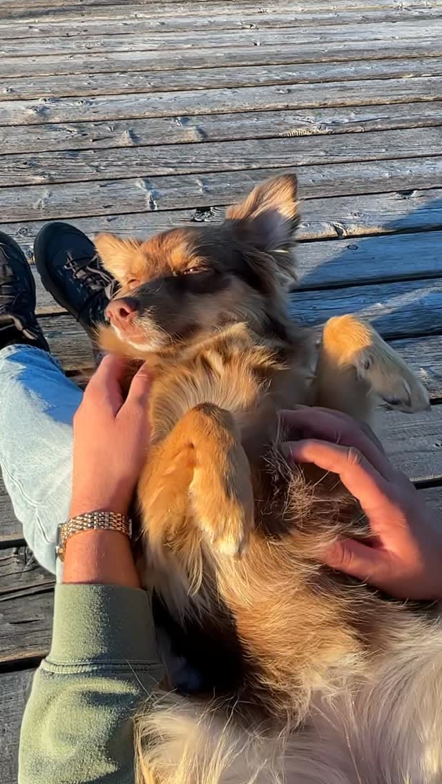 Post 2 by Almas Hundewelt ❤️🐾 on Instagram (video)