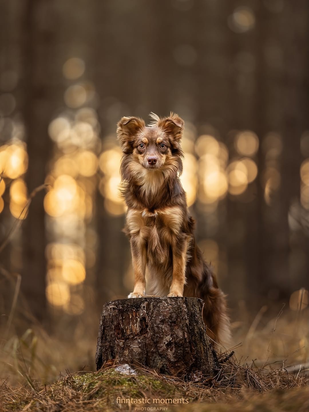 Post 10 by Almas Hundewelt ❤️🐾 on Instagram (carousel)