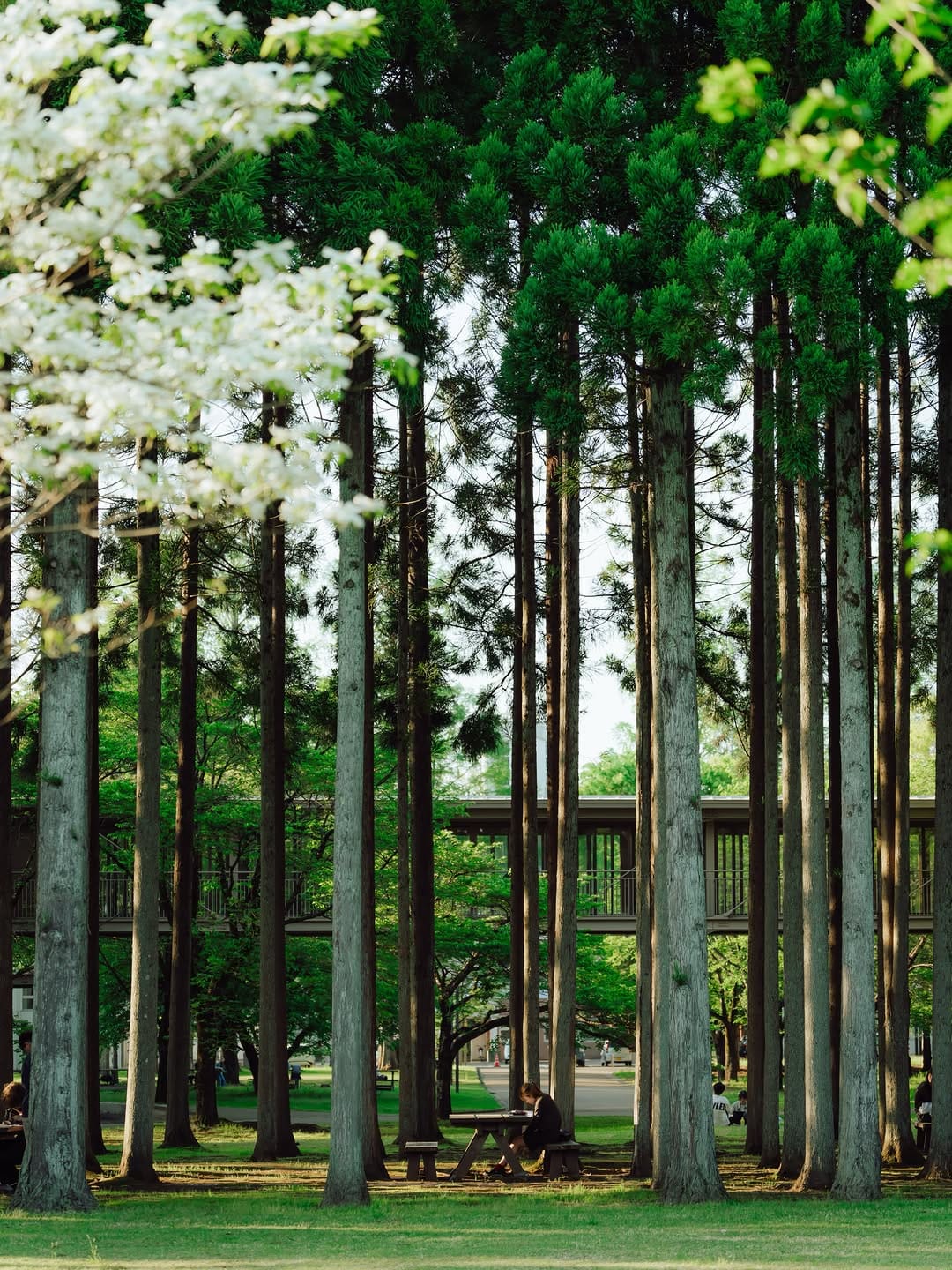 Post 8 by 国際教養大学／AIU on Instagram (image)
