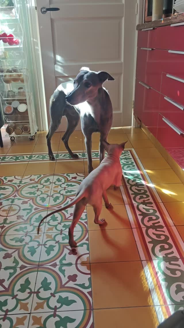 Post 1 by Hellen van Meene (Hon FRPS) on Instagram (video)