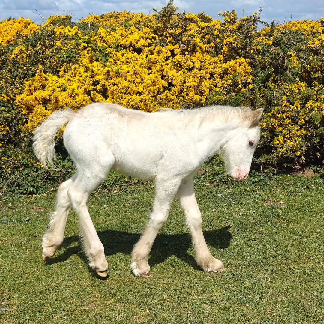 Post 5 by Hellen van Meene (Hon FRPS) on Instagram (carousel)