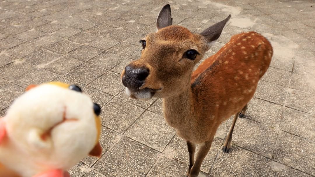 Post 9 by Tomoki Misato on Instagram (image)