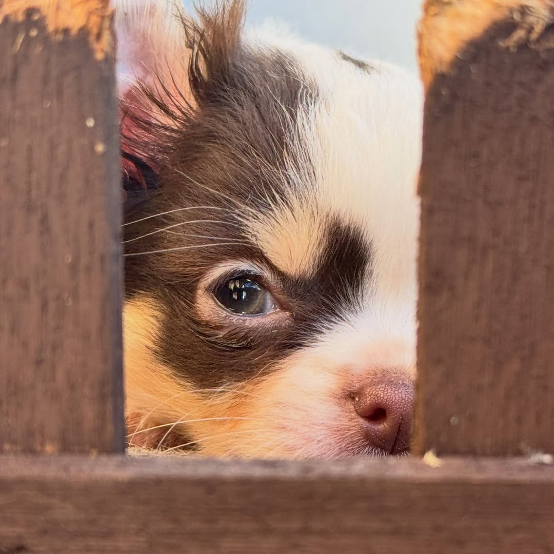 Post 7 by Família Di Papri Dog's 🐶🐾 on Instagram (image)
