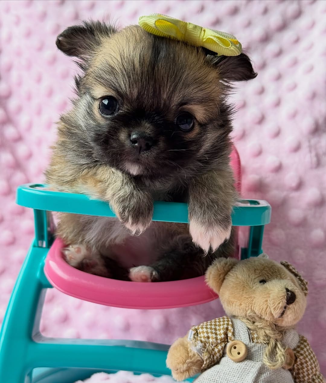 Post 1 by Família Di Papri Dog's 🐶🐾 on Instagram (carousel)