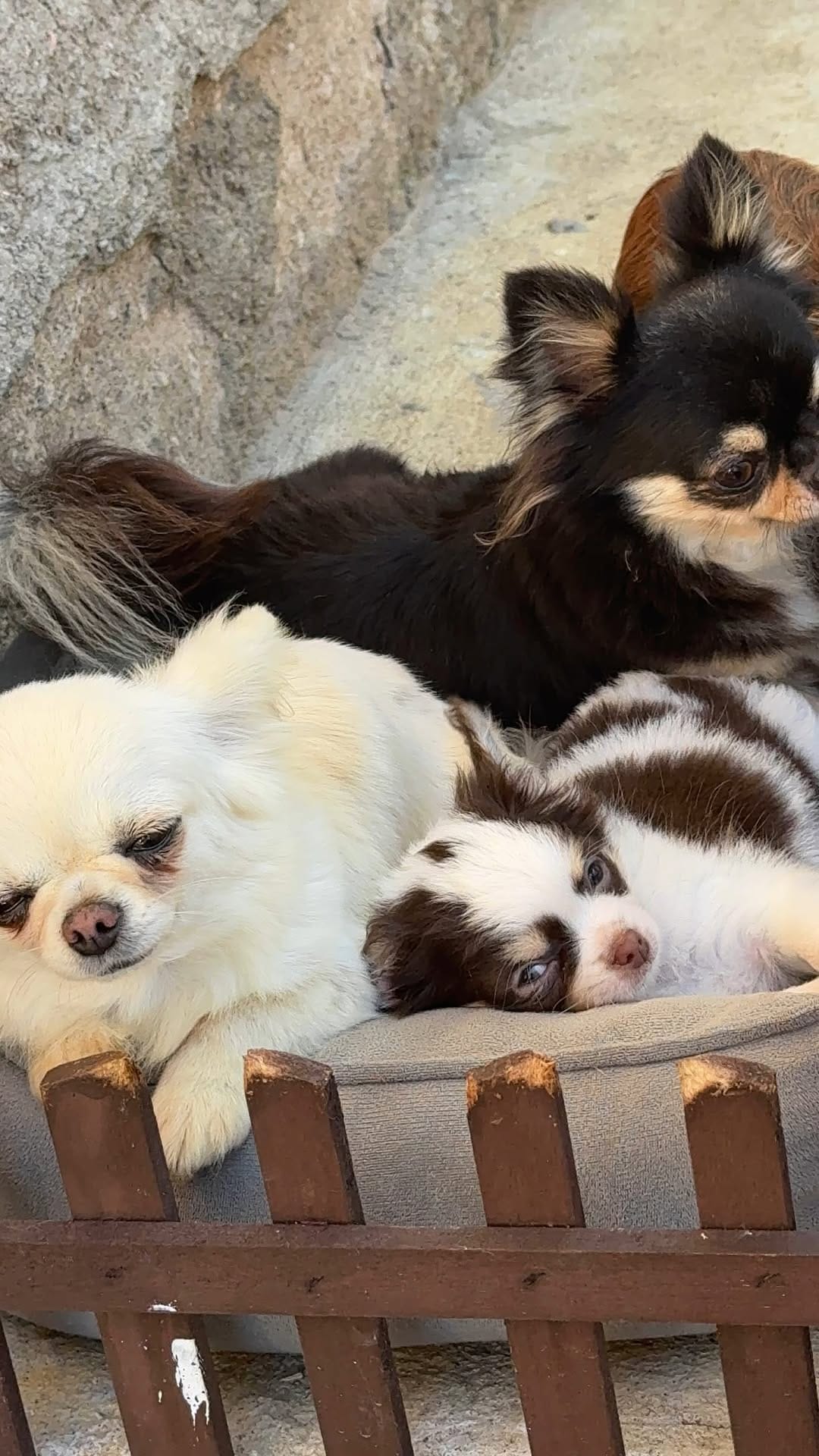 Post 8 by Família Di Papri Dog's 🐶🐾 on Instagram (video)