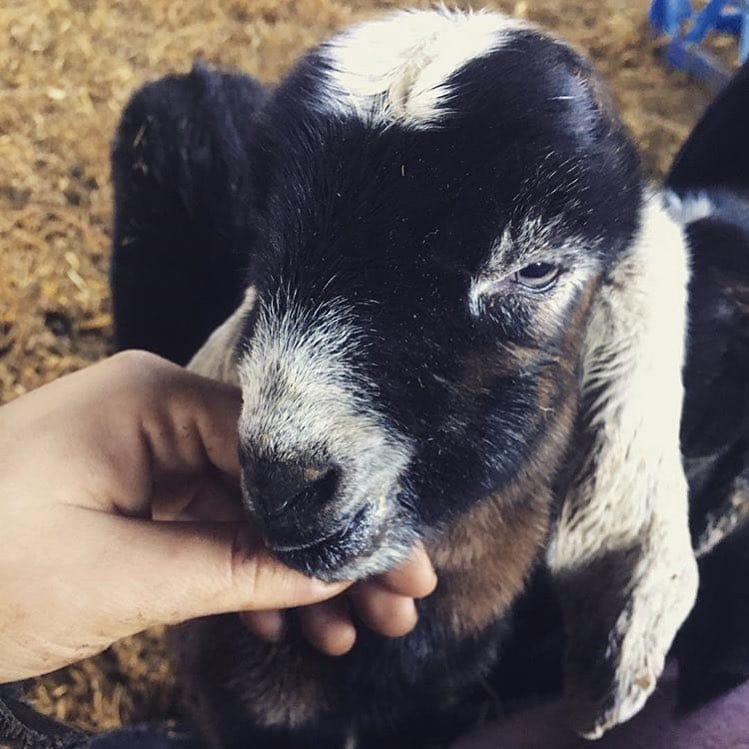 Post 2 by Goat Lovers Anonymous on Instagram (image)