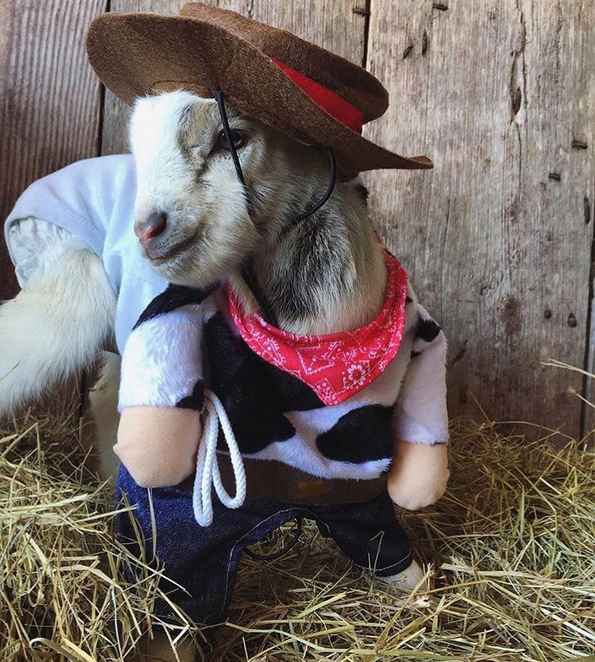 Post 1 by Goat Lovers Anonymous on Instagram (image)
