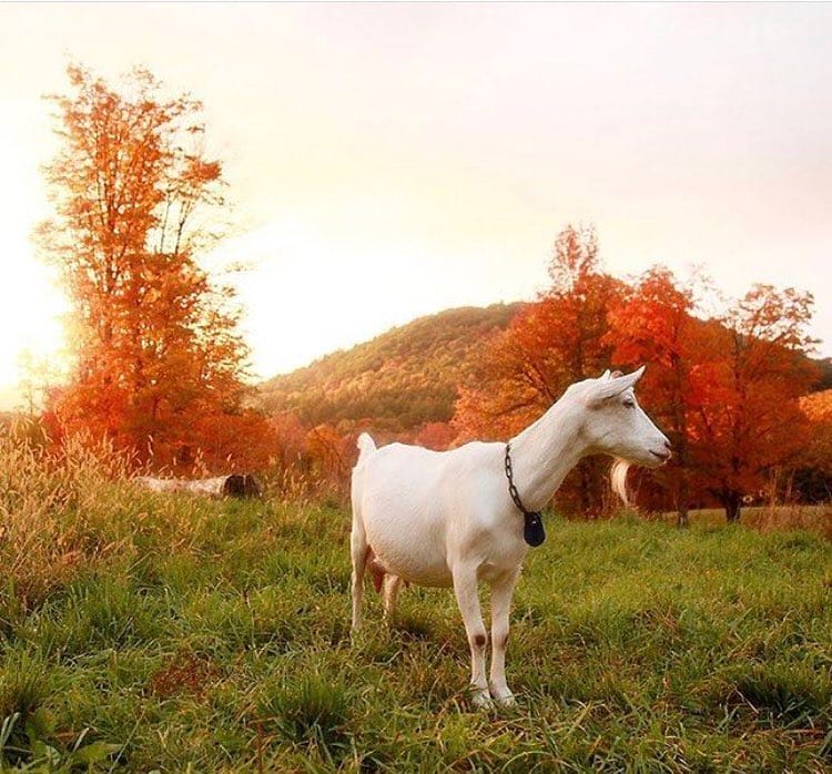 Post 7 by Goat Lovers Anonymous on Instagram (image)