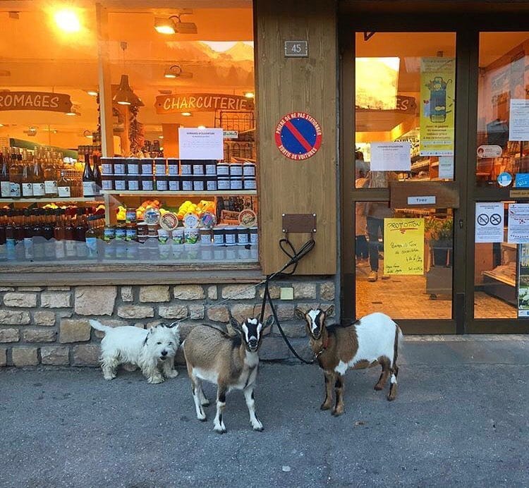 Post 6 by Goat Lovers Anonymous on Instagram (image)