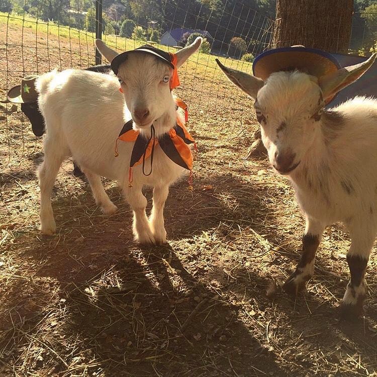 Post 5 by Goat Lovers Anonymous on Instagram (image)
