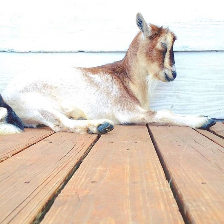 Post 8 by Goat Lovers Anonymous on Instagram (image)