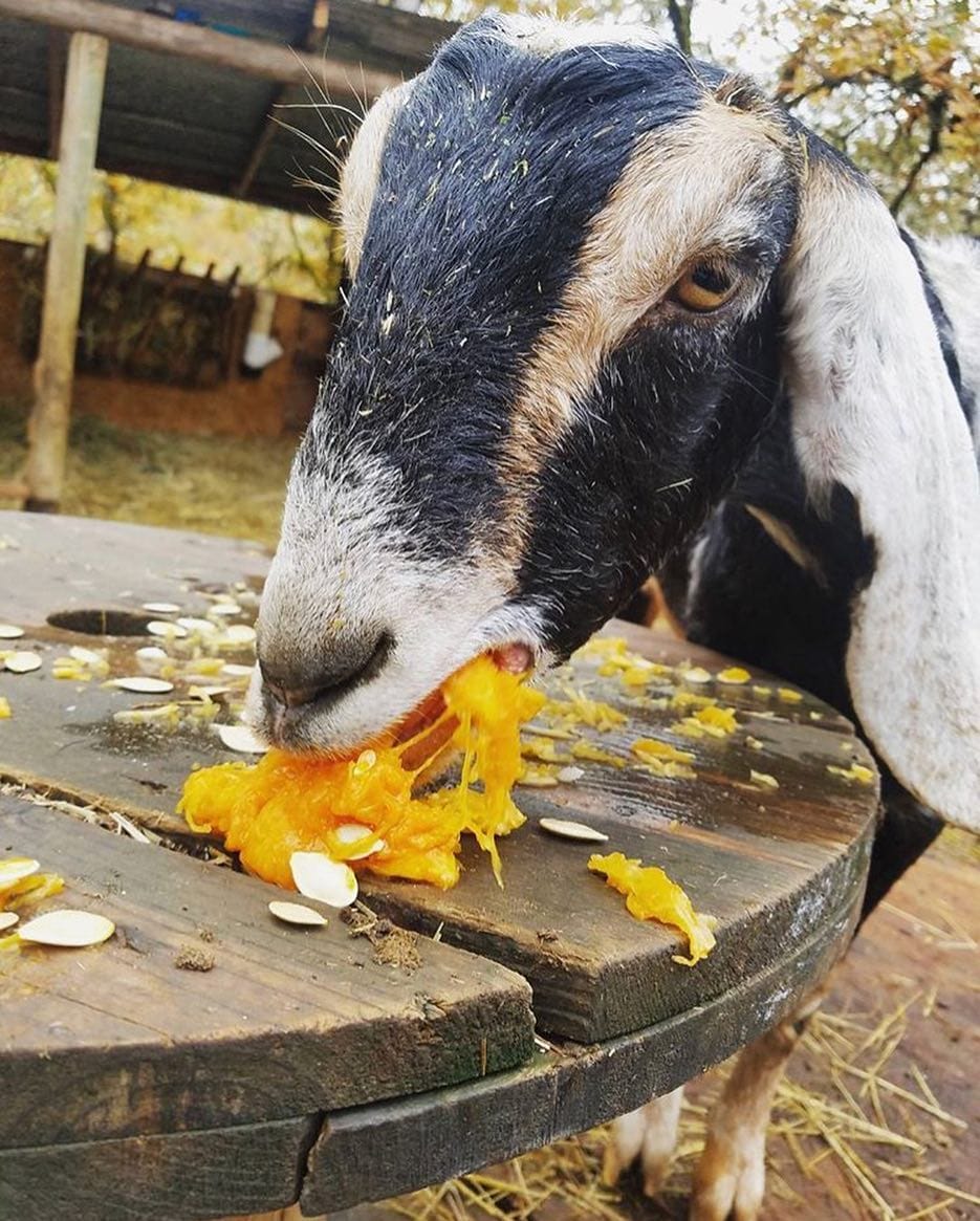 Post 3 by Goat Lovers Anonymous on Instagram (image)