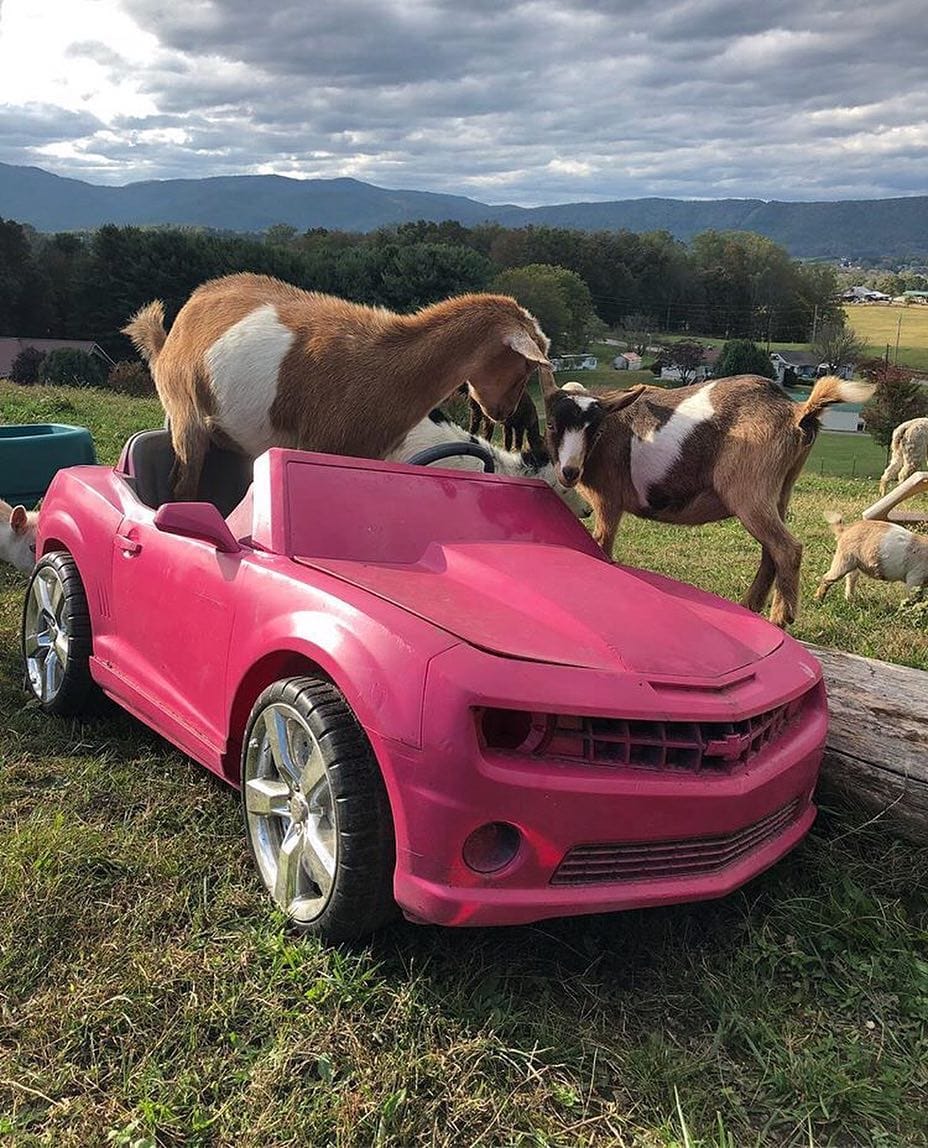 Post 4 by Goat Lovers Anonymous on Instagram (image)