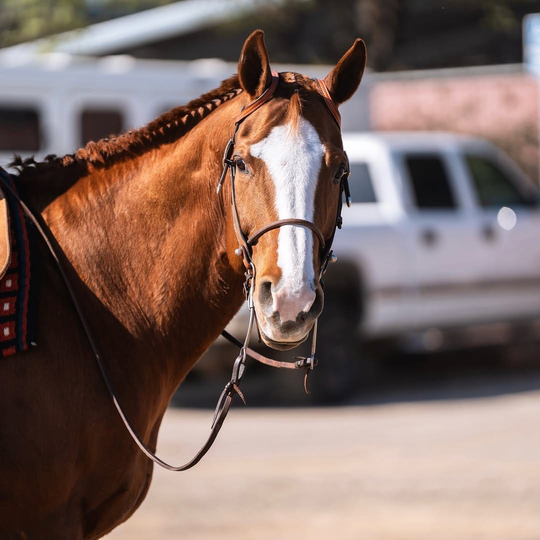 Post 3 by Fresno State Equestrian on Instagram (carousel)