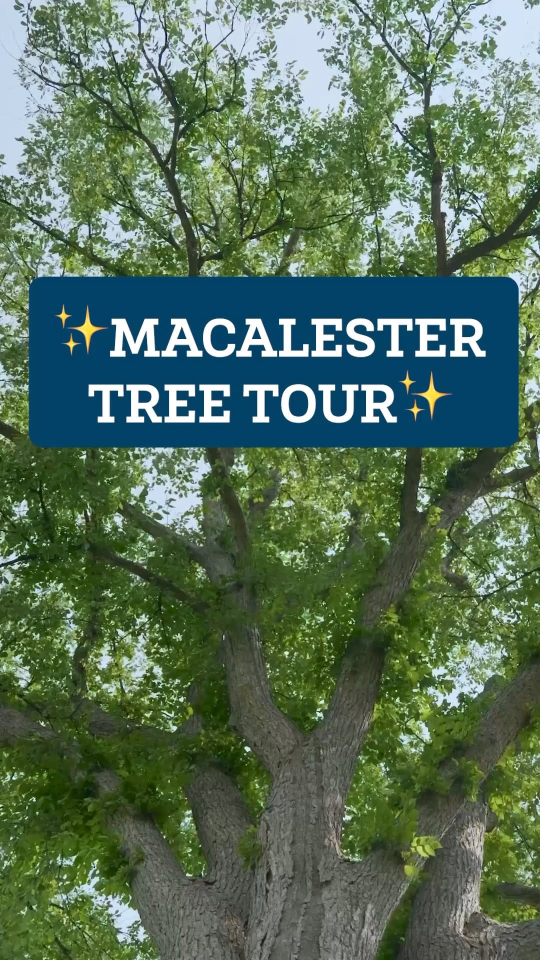 Post 3 by Macalester College on Instagram (video)