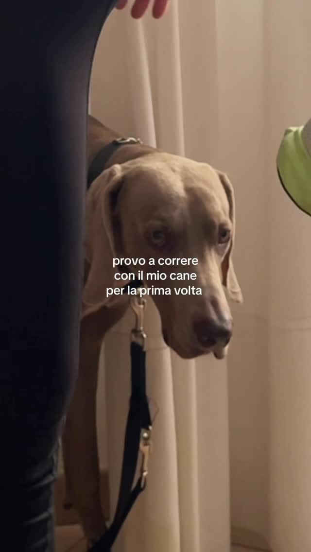 Post 4 by Camillo Il Weimaraner on Instagram (video)