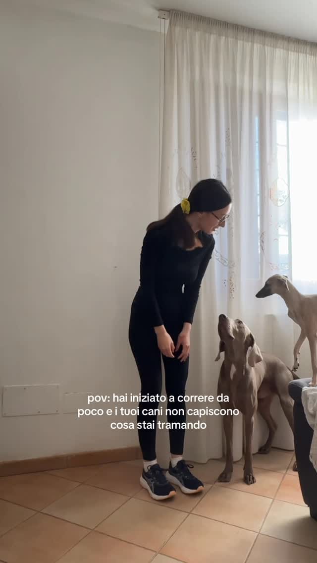 Post 8 by Camillo Il Weimaraner on Instagram (video)