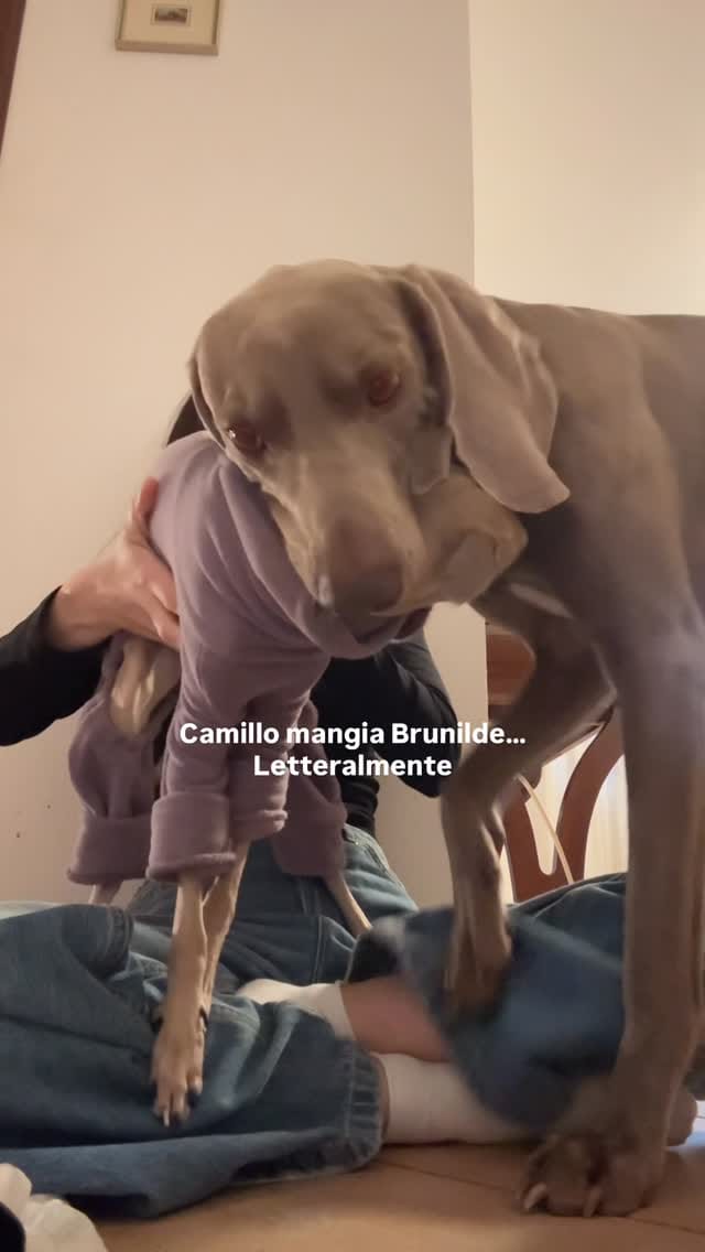 Post 9 by Camillo Il Weimaraner on Instagram (video)