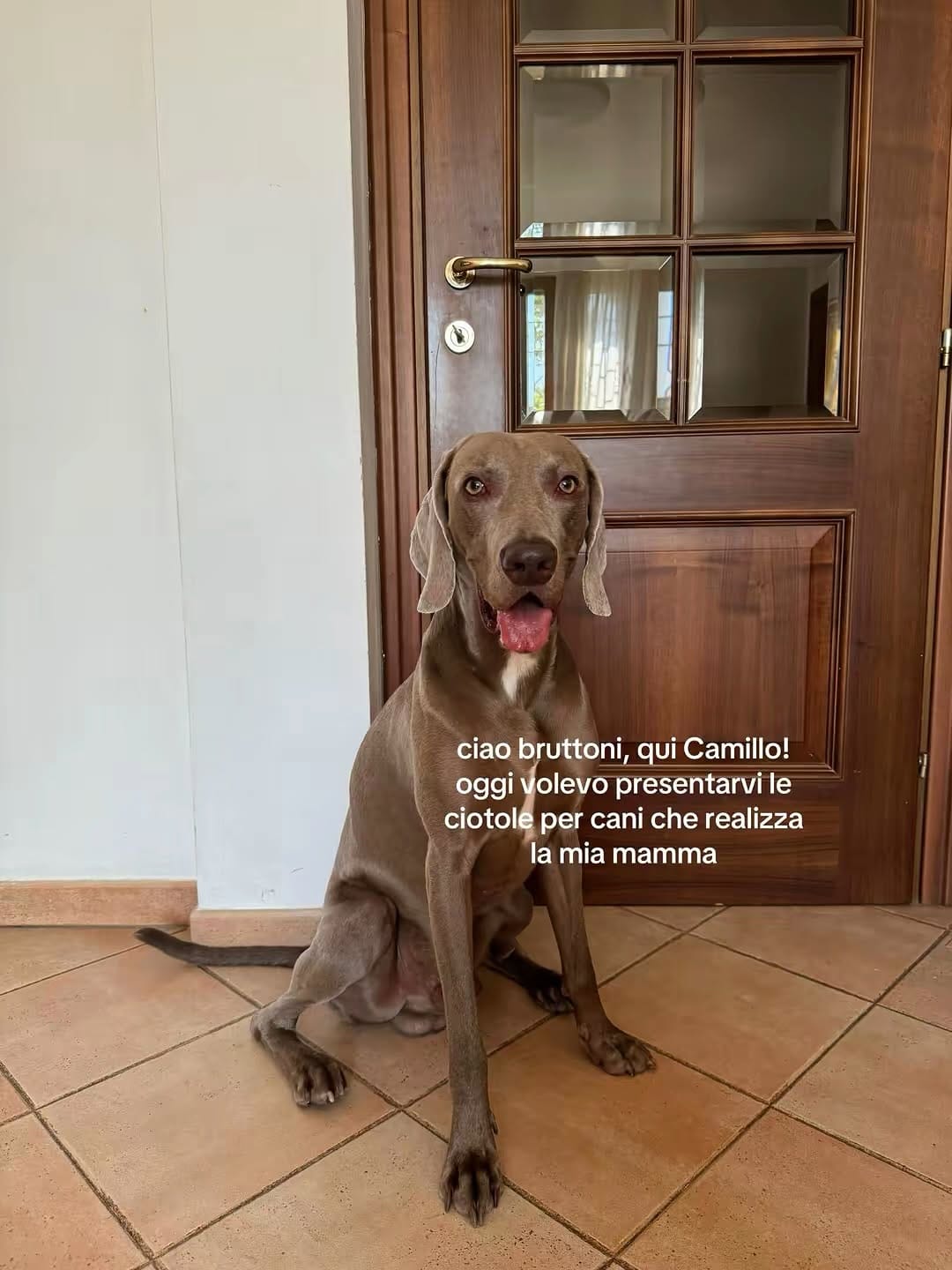 Post 10 by Camillo Il Weimaraner on Instagram (carousel)