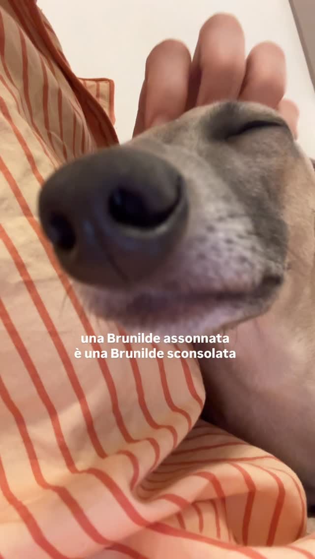 Post 5 by Camillo Il Weimaraner on Instagram (video)