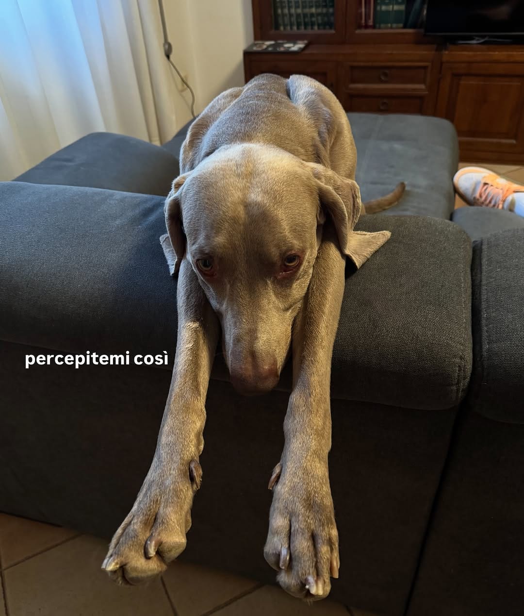 Post 1 by Camillo Il Weimaraner on Instagram (image)
