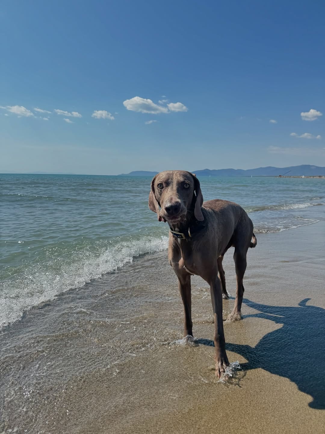Post 6 by Camillo Il Weimaraner on Instagram (carousel)