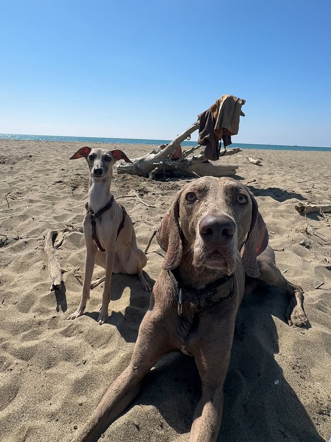 Post 7 by Camillo Il Weimaraner on Instagram (carousel)