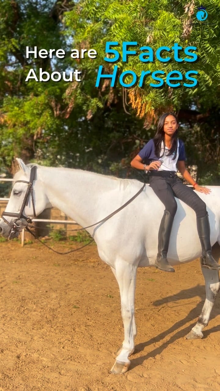 Post 9 by Equine Dreams | Horse riding school on Instagram (video)