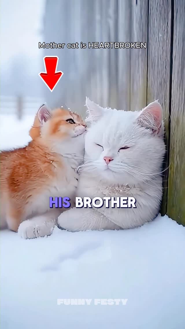 Post 9 by Funny Festy on Instagram (video)