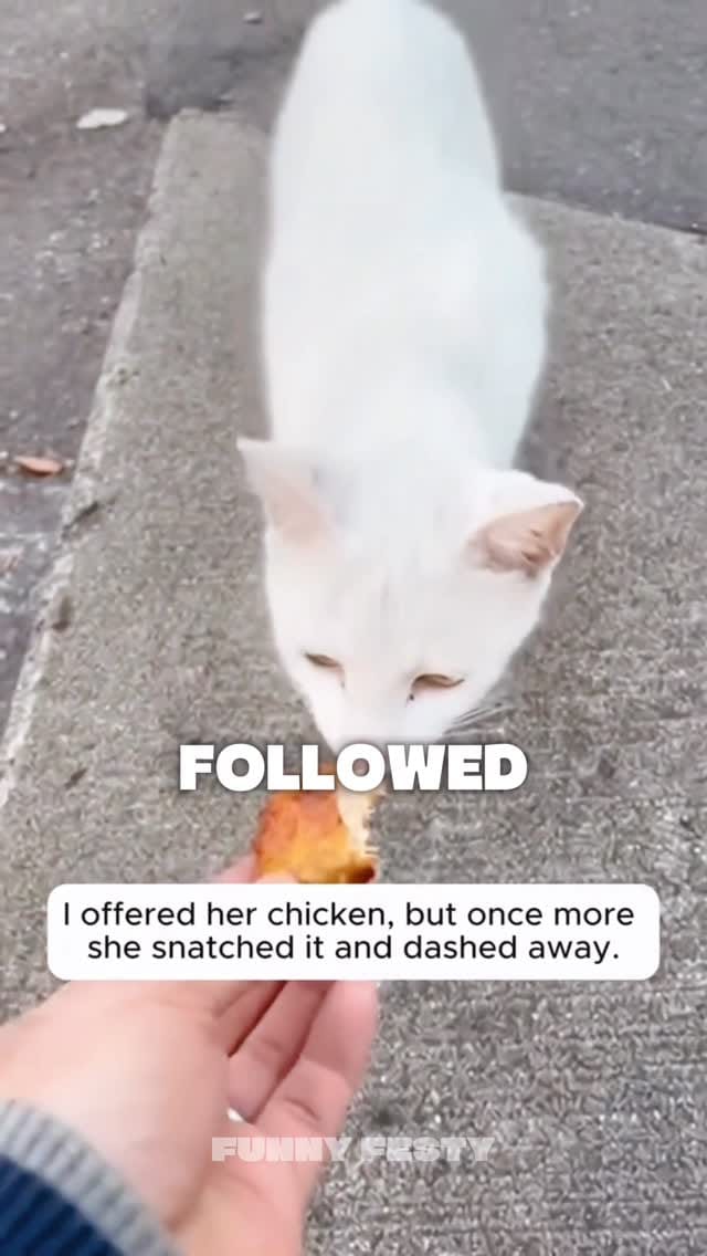 Post 5 by Funny Festy on Instagram (video)