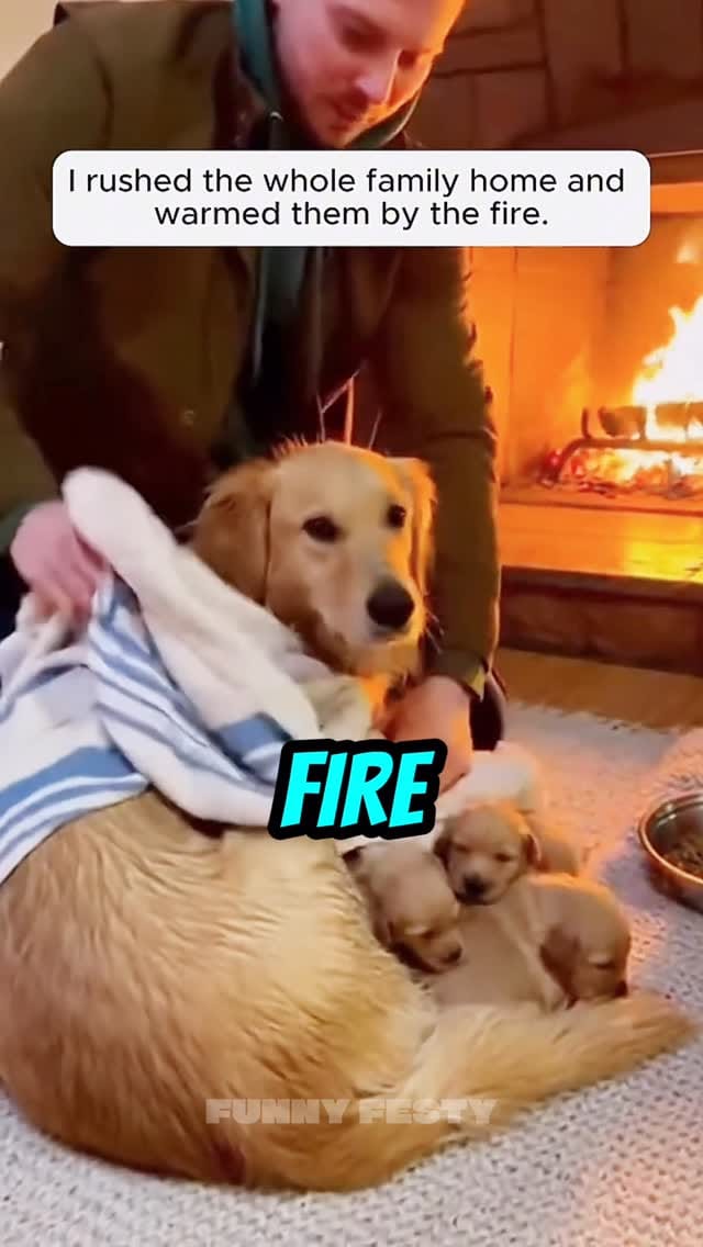 Post 8 by Funny Festy on Instagram (video)
