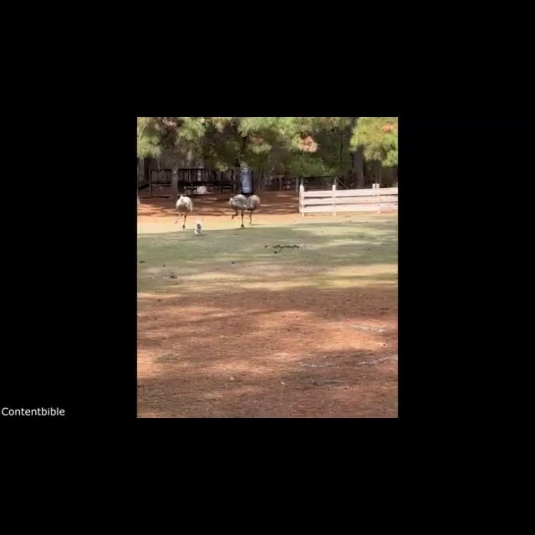 Post 3 by Joseph Serpas on Instagram (video)