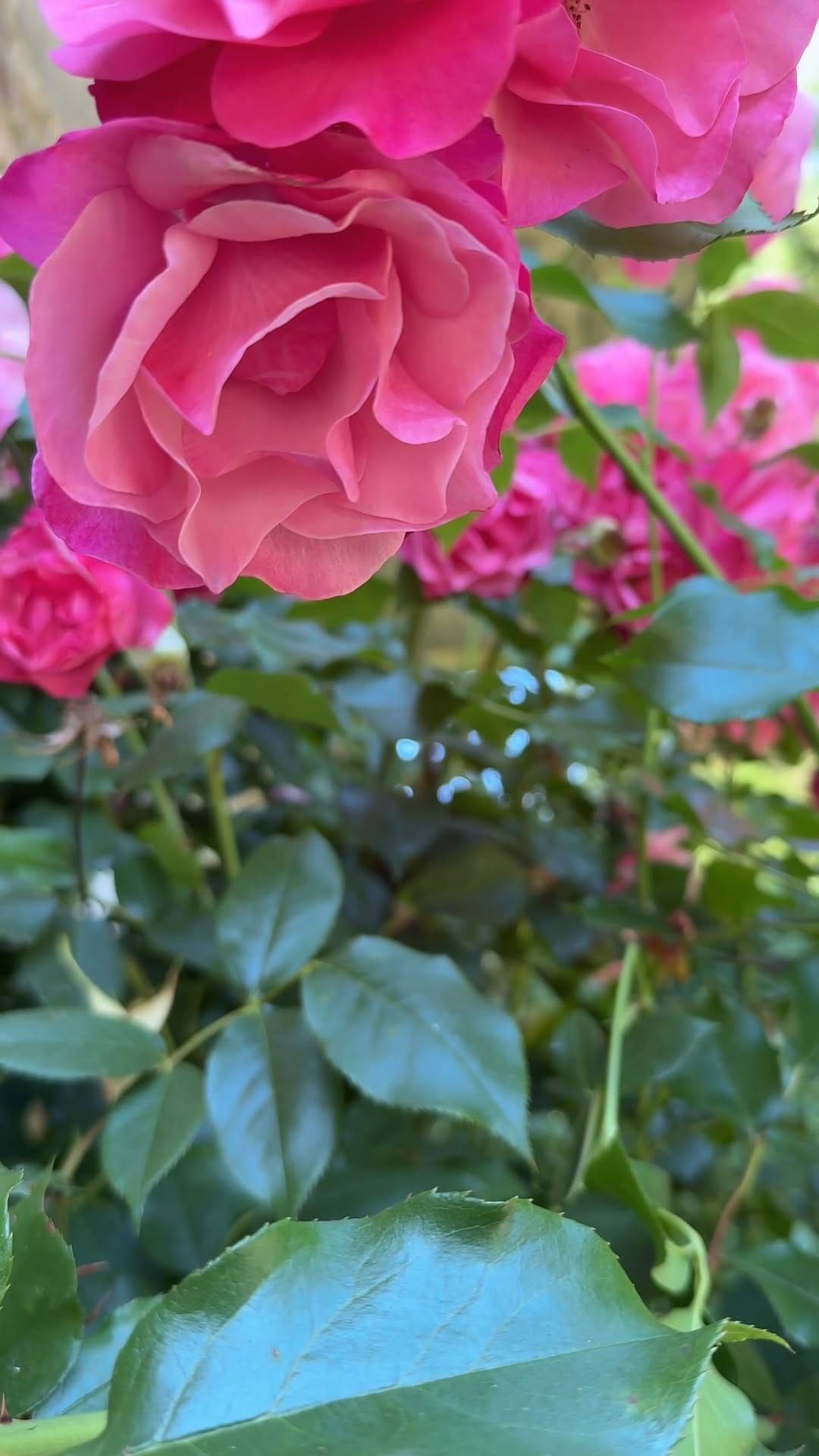 Post 4 by Irina Lankova • Concert Pianist on Instagram (video)