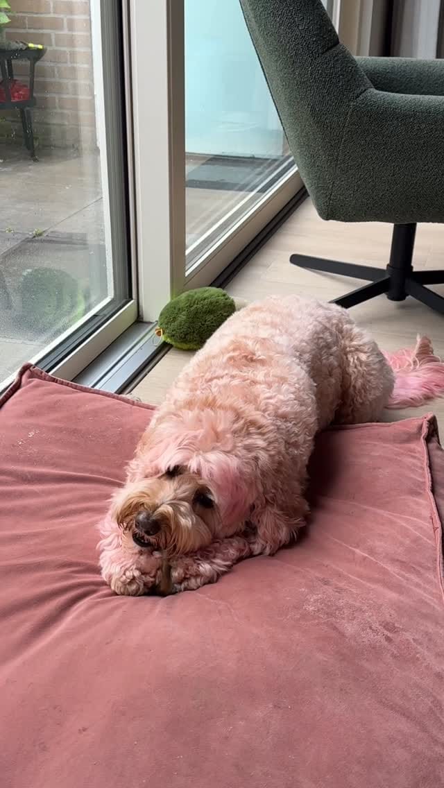 Post 4 by Scooby on Instagram (video)