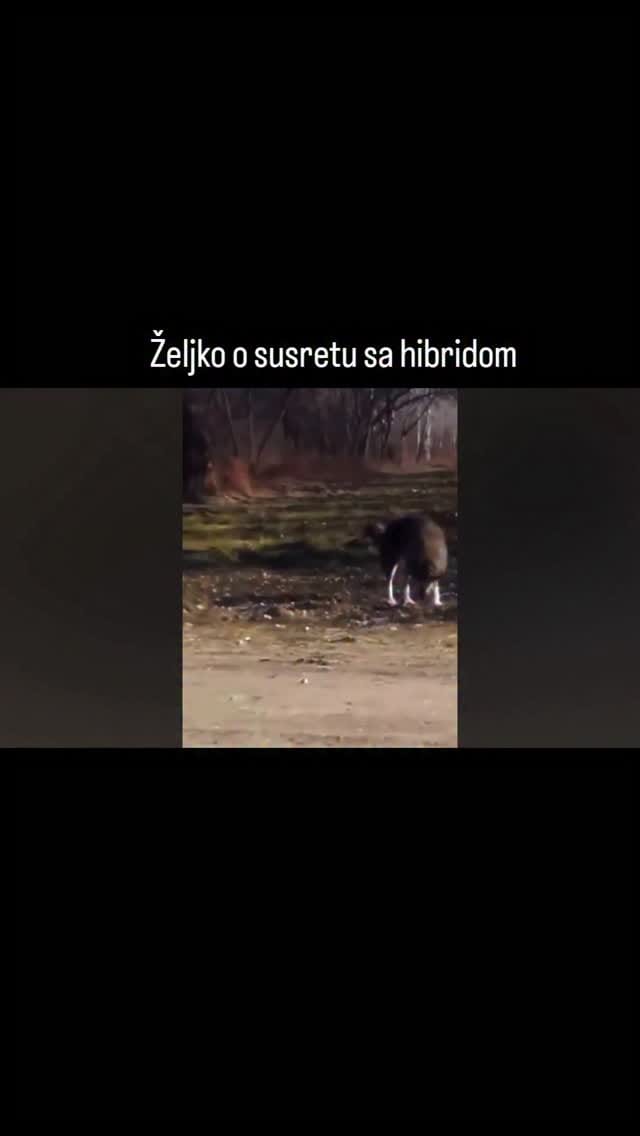 Post 7 by Radioaktivni Komarac on Instagram (video)