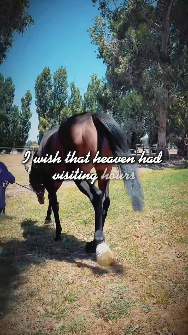 Post 4 by Tsz Mok {Romeo & Romeo Mama} on Instagram (video)