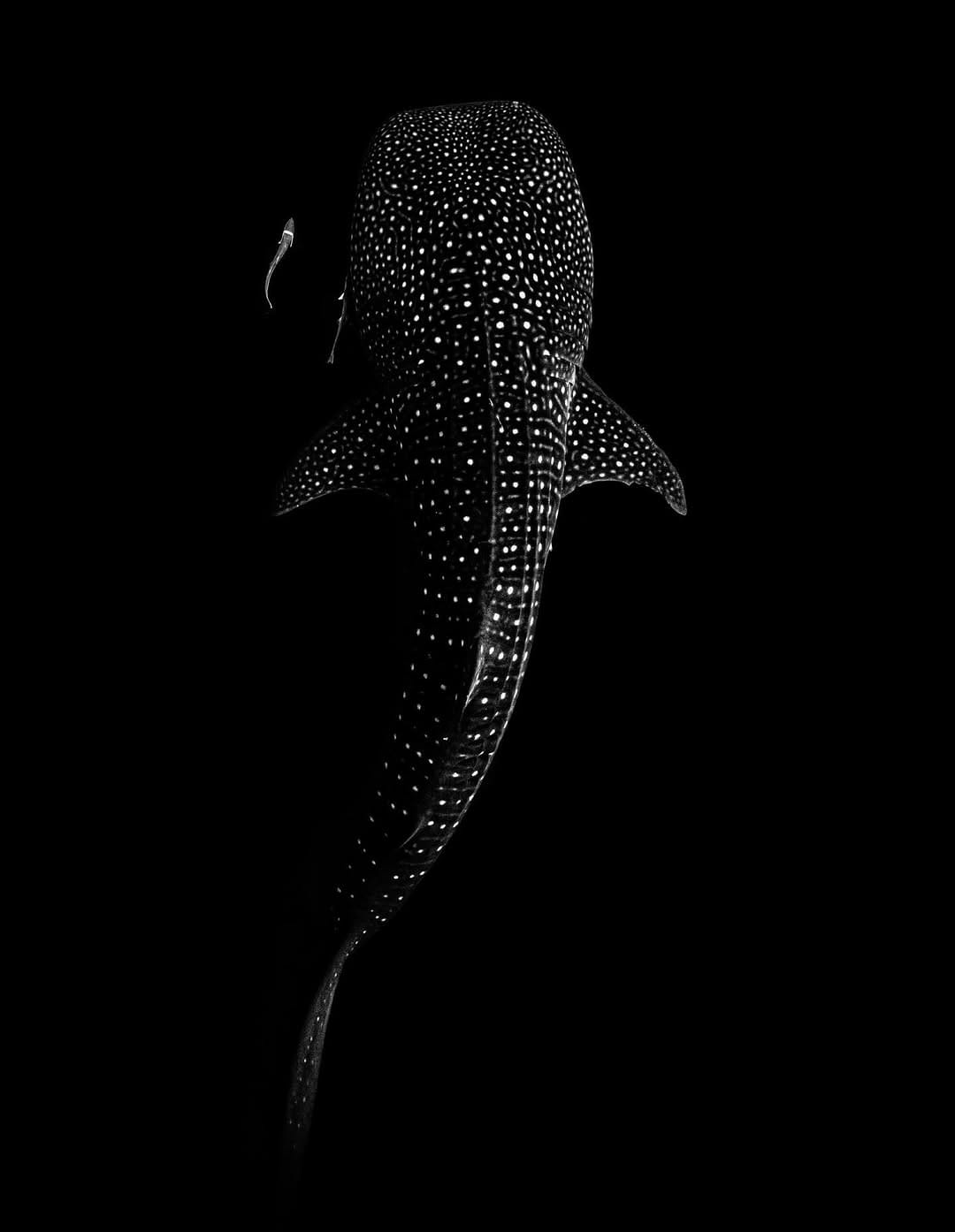 Post 5 by Brodie Whalan | Underwater Photographer on Instagram (carousel)