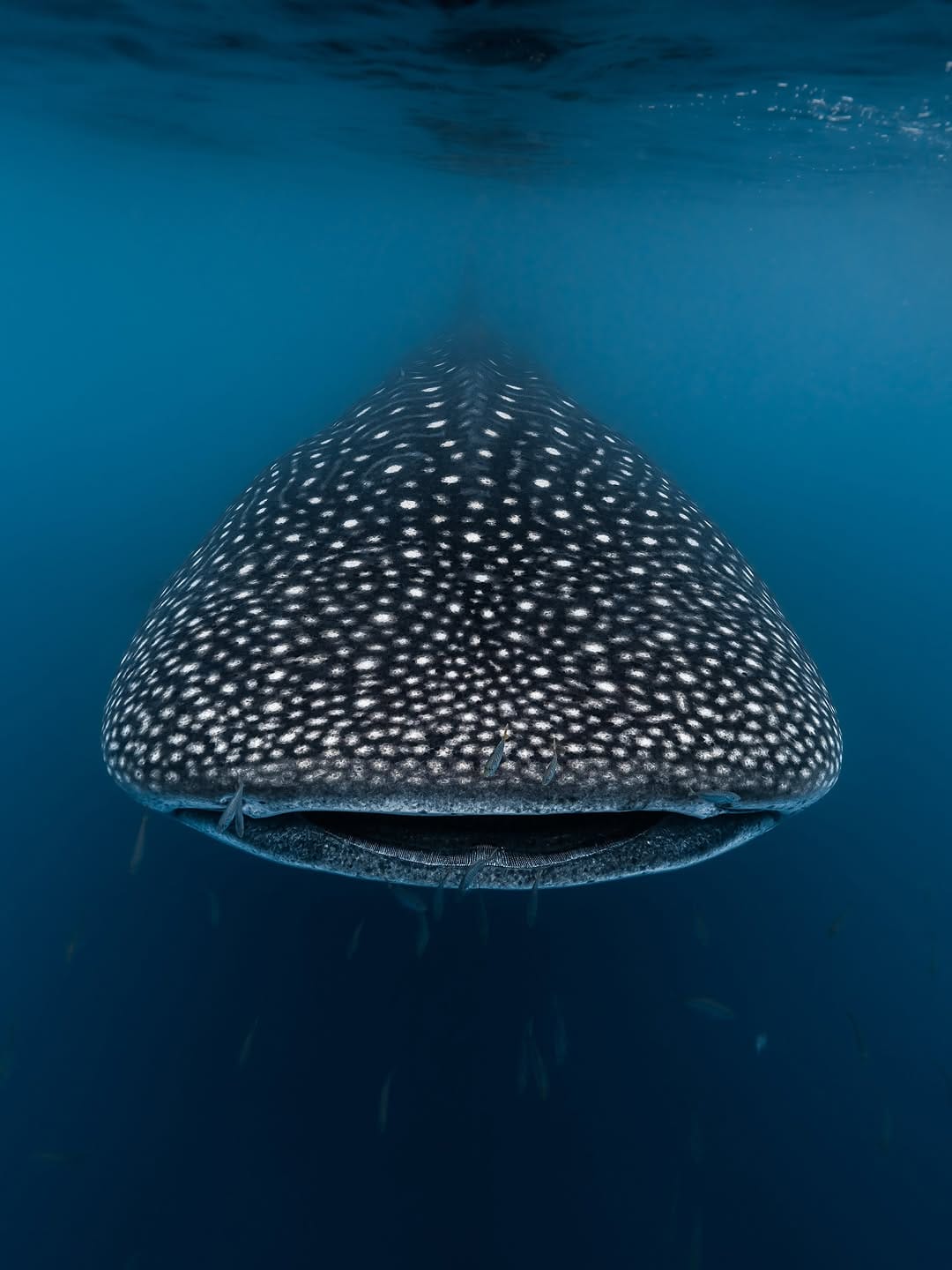Post 1 by Brodie Whalan | Underwater Photographer on Instagram (carousel)