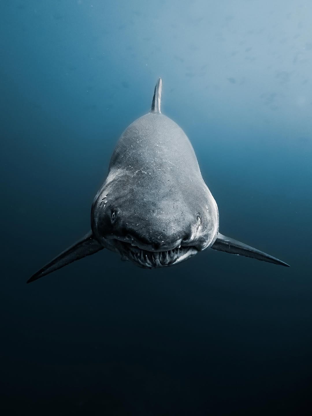 Post 2 by Brodie Whalan | Underwater Photographer on Instagram (carousel)