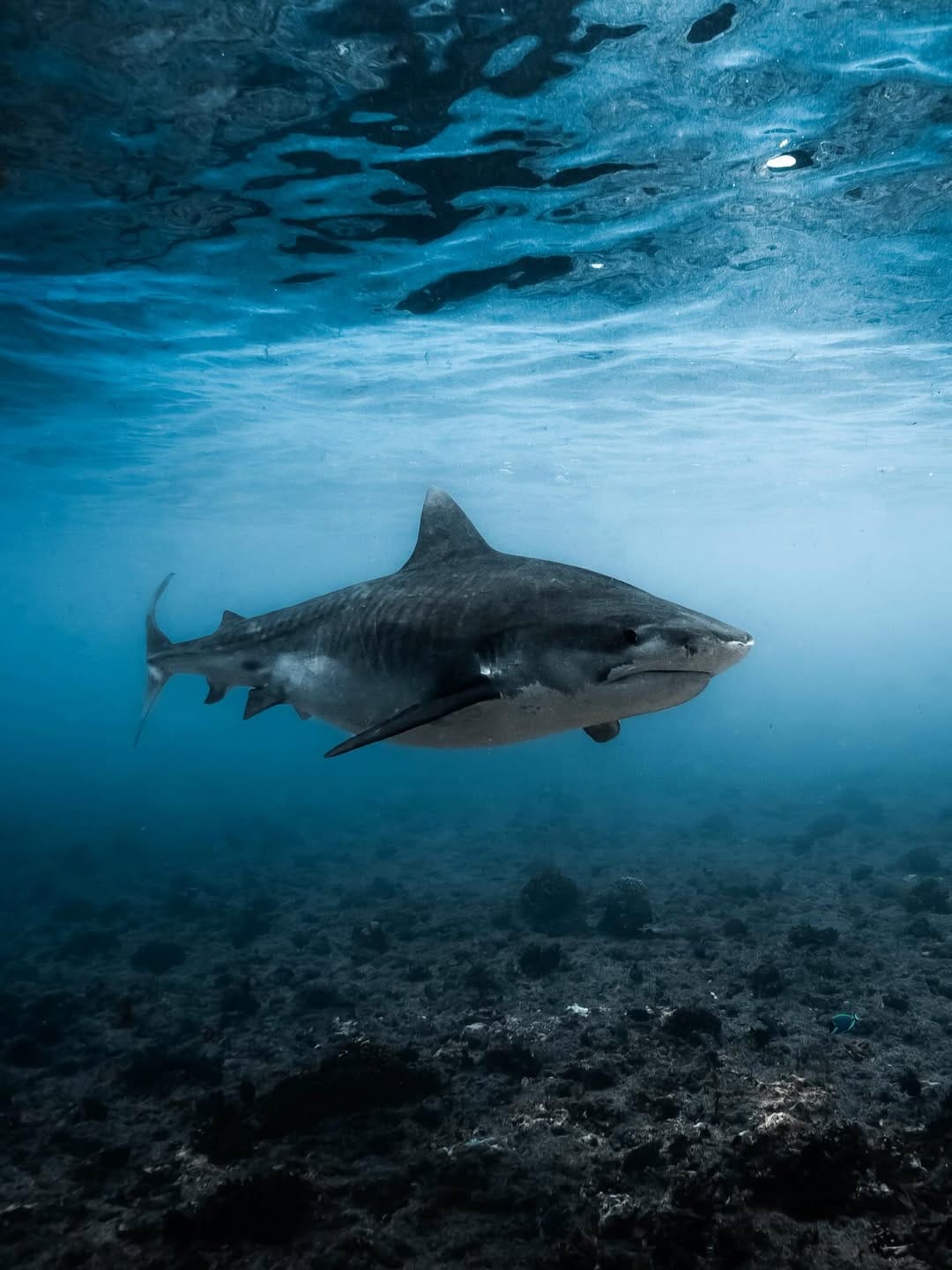 Post 4 by Brodie Whalan | Underwater Photographer on Instagram (image)