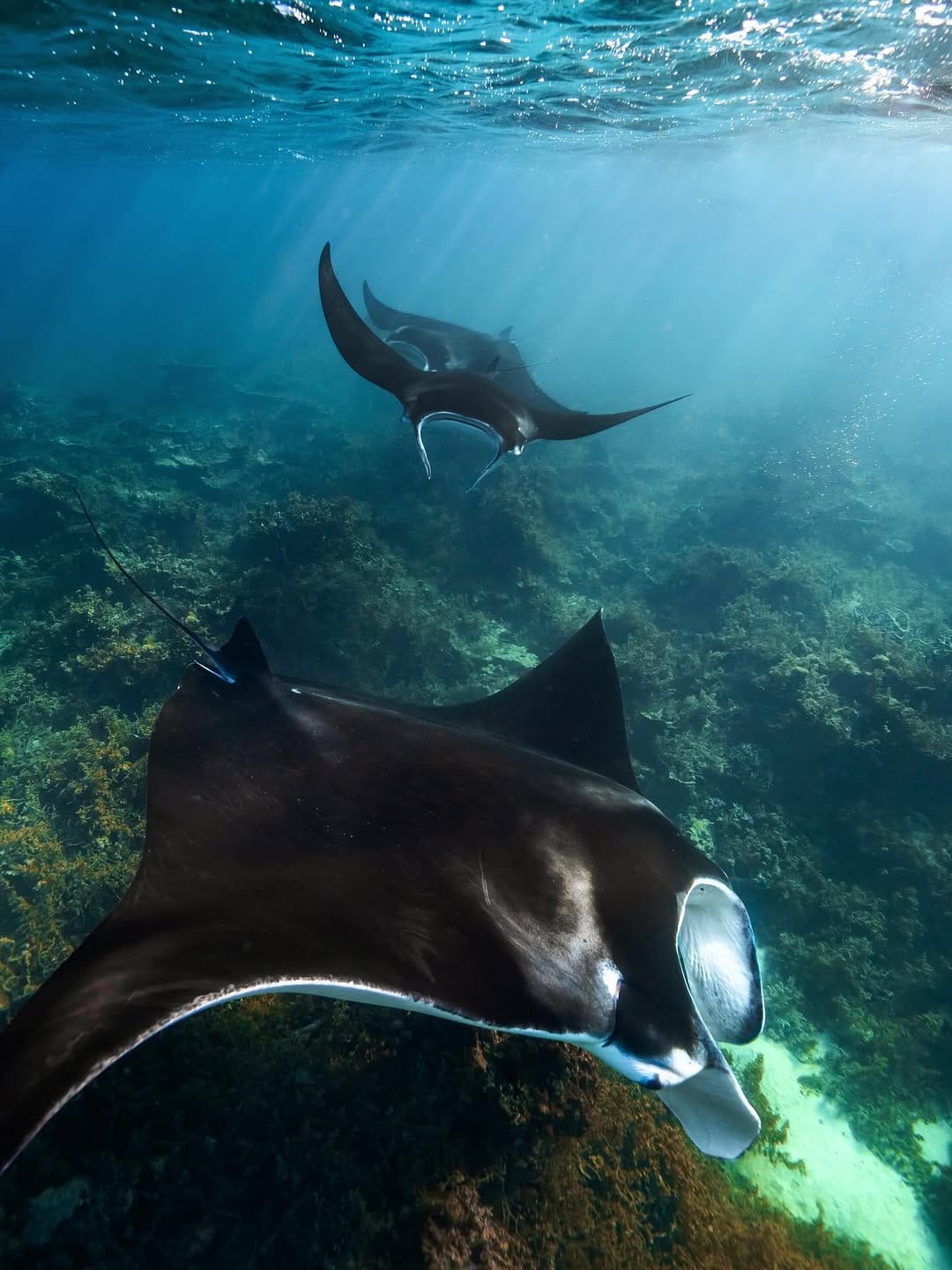 Post 3 by Brodie Whalan | Underwater Photographer on Instagram (carousel)