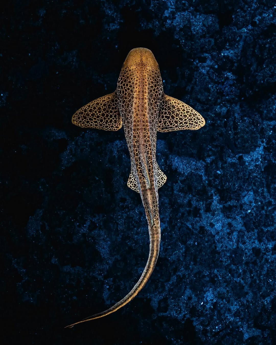Post 7 by Brodie Whalan | Underwater Photographer on Instagram (image)