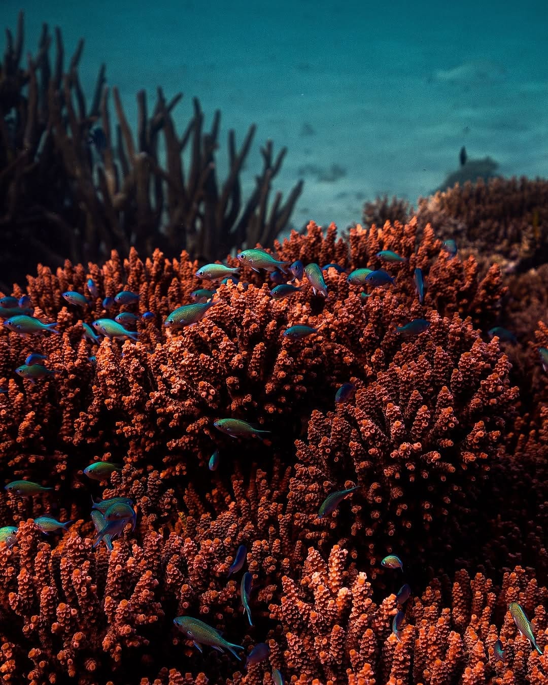 Post 9 by Brodie Whalan | Underwater Photographer on Instagram (image)
