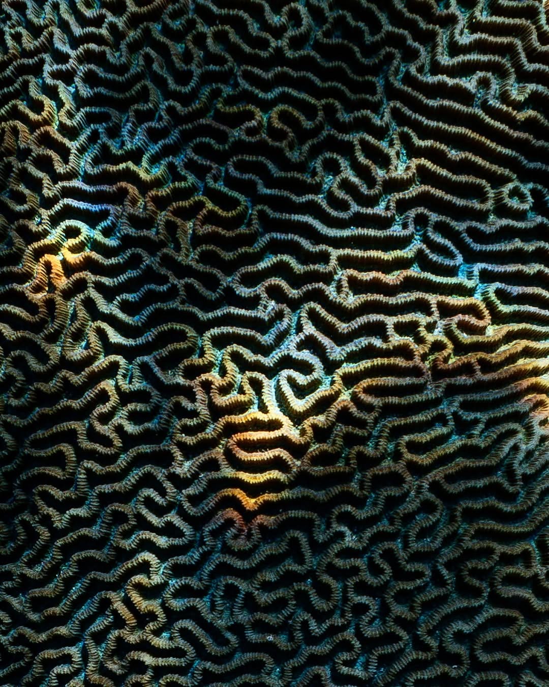Post 8 by Brodie Whalan | Underwater Photographer on Instagram (carousel)