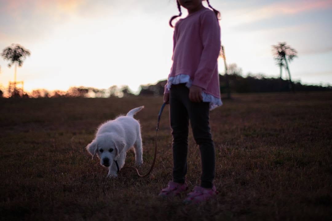 Post 1 by Monty the Golden on Instagram (image)