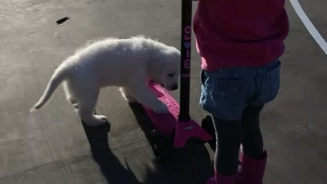 Post 5 by Monty the Golden on Instagram (video)