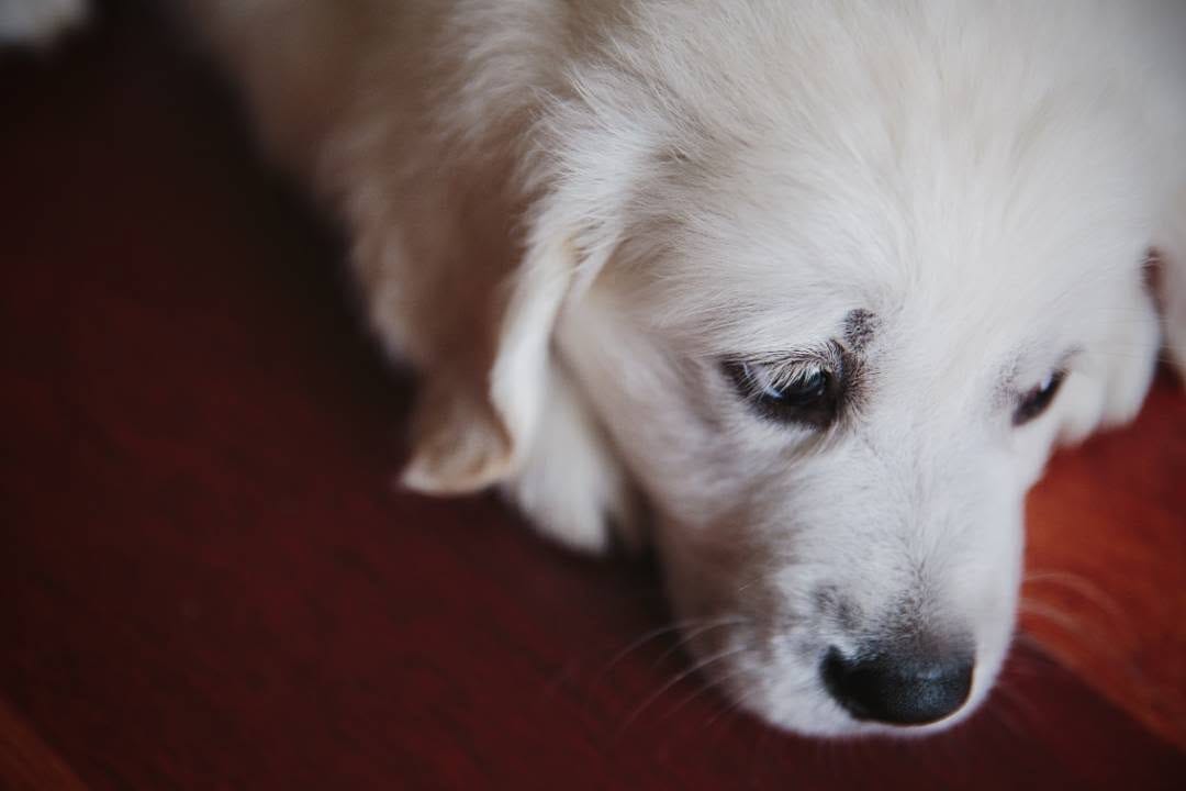 Post 6 by Monty the Golden on Instagram (image)