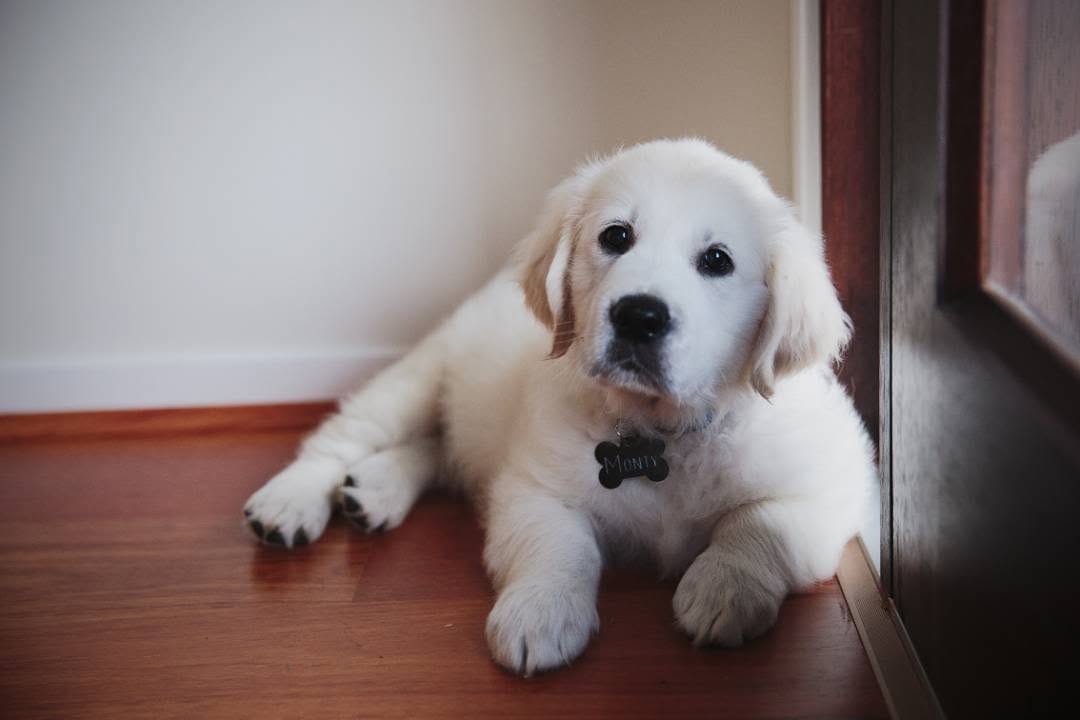 Post 7 by Monty the Golden on Instagram (image)